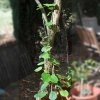 Actinidia deliciosa